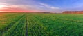 Picturesque sunset over a green field with rows of young shoots of wheat. Panoramic view Royalty Free Stock Photo