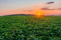 Picturesque sunset over a green soybean field Royalty Free Stock Photo