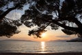 Picturesque sunset by the sea, silhouette of pine trees against the background of the orange sky and sea, bright sun on the Royalty Free Stock Photo