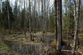 A picturesque swamp in the forest at the edge of the road Royalty Free Stock Photo