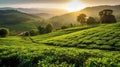 Picturesque tea plantation in the morning