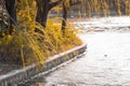 Picturesque tree branch with small, vibrant yellow leaves stretching out over a tranquil lake Royalty Free Stock Photo