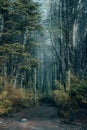 Picturesque tree-lined dirt road leading through a tranquil forest landscape Royalty Free Stock Photo