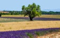 Picturesque tree in the middle of a lavender field and an oat field. Royalty Free Stock Photo