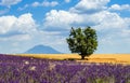 Picturesque tree in the middle of a lavender field and an oat field. Royalty Free Stock Photo