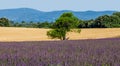 Picturesque tree in the middle of a lavender field and an oat field. Royalty Free Stock Photo