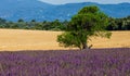 Picturesque tree in the middle of a lavender field and an oat field. Royalty Free Stock Photo