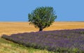 Picturesque tree in the middle of a lavender field and an oat field. Royalty Free Stock Photo