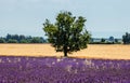 Picturesque tree in the middle of a lavender field and an oat field. Royalty Free Stock Photo