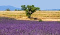 Picturesque tree in the middle of a lavender field and an oat field. Royalty Free Stock Photo