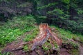Picturesque tree stump in a forest glade with flowers in a deep forest Royalty Free Stock Photo