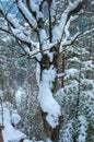 A picturesque tree trunk against the background of a winter forest.