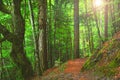 Colorful autumnal forest in the mythical Mount Olympus - Greece