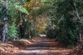 Picturesque tree tunnel over countryside road Royalty Free Stock Photo