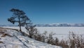 Picturesque trees grow on the shore of the frozen lake. Royalty Free Stock Photo