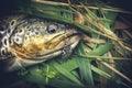 Picturesque trout is caught on a bait