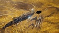 Picturesque trout caught by a fisherman. Fish under water