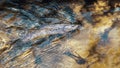 Picturesque trout caught by a fisherman. Fish under water