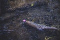 Picturesque trout under water