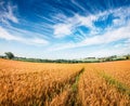 Picturesque Tuscan view with field of wheat, Italy, Europe. Colorful summer scene of Italian countryside. Traveling concept Royalty Free Stock Photo