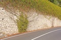 The picturesque Twisting Tree or Shrub grows and winds over the Stone Old Wall in the City of Taormina. The island of Sicily,