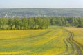 Picturesque  unpaved road among fields overgrown with yellow flowers Royalty Free Stock Photo