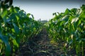 A picturesque view on a beautiful summer day of a cornfield with young green rows of corn stretching into the distance Royalty Free Stock Photo