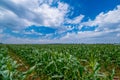 A picturesque view on a beautiful summer day of a cornfield with young green rows of corn stretching into the distance