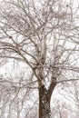 Picturesque view of beautiful tree covered with snow in winter forest Royalty Free Stock Photo