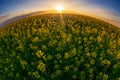 Fisheye view of blooming canola field at sunset Royalty Free Stock Photo