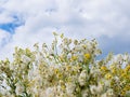 A picturesque view of the blue lake with bright yellow and white flowers on the shore. Natural beautiful background or screensaver Royalty Free Stock Photo