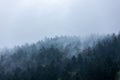 Picturesque view of a dense forest blanketed in a mysterious mist