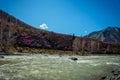 Picturesque view of the fast river among blooming mountains, spring landscape. Colorful hills under blue sky on sunny day. Royalty Free Stock Photo