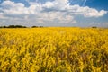 Field covered with yellow flowers and cloudy blue sky Royalty Free Stock Photo