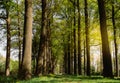 Picturesque view of the green trees in a park, backlight. Romantic scenery, meadow and forest