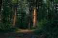 Picturesque view of the green trees in a park, backlight. Romantic scenery