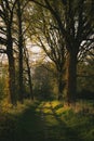 Picturesque view of the green trees in a park, backlight. Romantic scenery