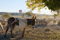 Picturesque view herd of colored sheep and one donkey in autumn colored valley. Scenic landscape with animals