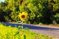 Picturesque view of lonely yellow sunflower against rural asphalt road with old trees in the background. Blurred background. Royalty Free Stock Photo