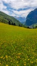 Norway - Yellow flowers growing on a meadow in the mountains Royalty Free Stock Photo