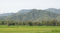 Picturesque view of rice fields against a backdrop of majestic mountains Royalty Free Stock Photo