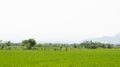 Picturesque view of rice fields against a backdrop of majestic mountains Royalty Free Stock Photo