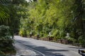 Road on a tropical island