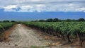 a dirt road in front of a row of vines, with the background of mountains Royalty Free Stock Photo