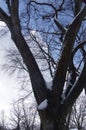 Snow Covered Oak Tree With a Blue Sky - Viewed from Below