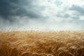 A picturesque view of a vast wheat field stretching under a gloomy sky, capturing the beauty of nature in agricultural scenery, A