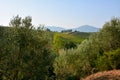 A picturesque view of the vineyards behind the green trees. In the background are mountains under a blue sky Royalty Free Stock Photo