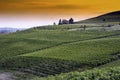 Picturesque vineyard Royalty Free Stock Photo