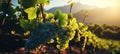 Picturesque vineyard with sunlit grapevines, ideal for wine products or elegant events.