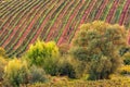 Picturesque vineyard at a sunny hill Royalty Free Stock Photo